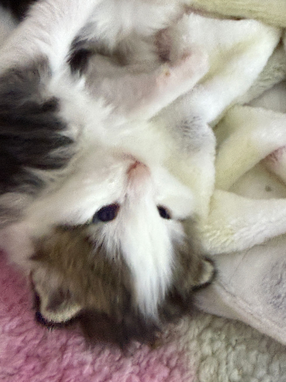 Thumbnail: BLUE-EYED Morgan of Royal Maine Coons