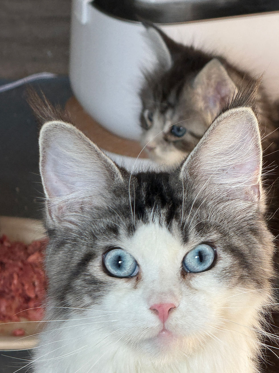 Thumbnail: Blue-Eyed, Polydactyl Treasure of Royal Maine Coons