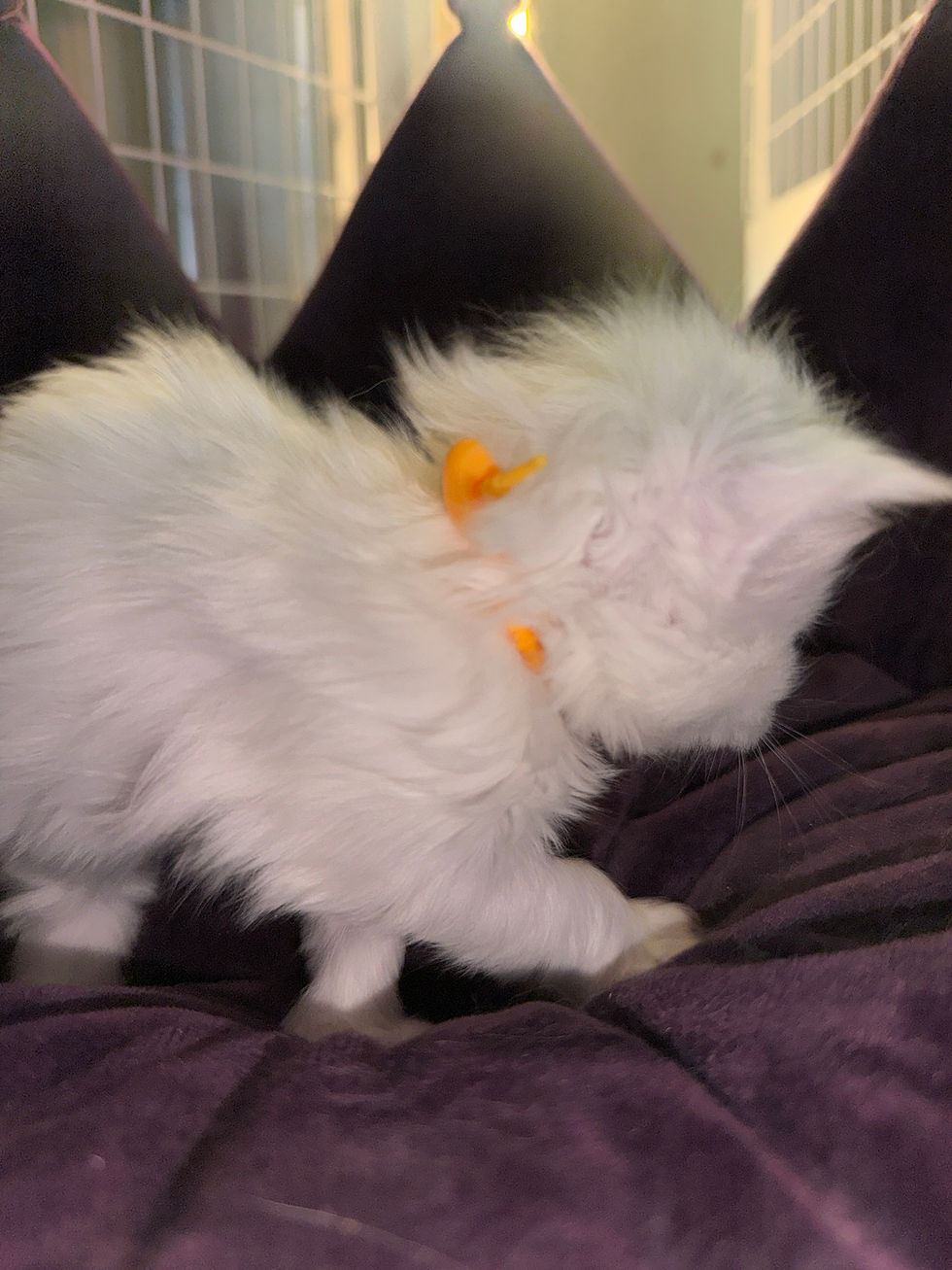Thumbnail: PURE WHITE, POLYDACTYL, ODD-EYED, VERY RARE Jasmine of Royal Maine Coons