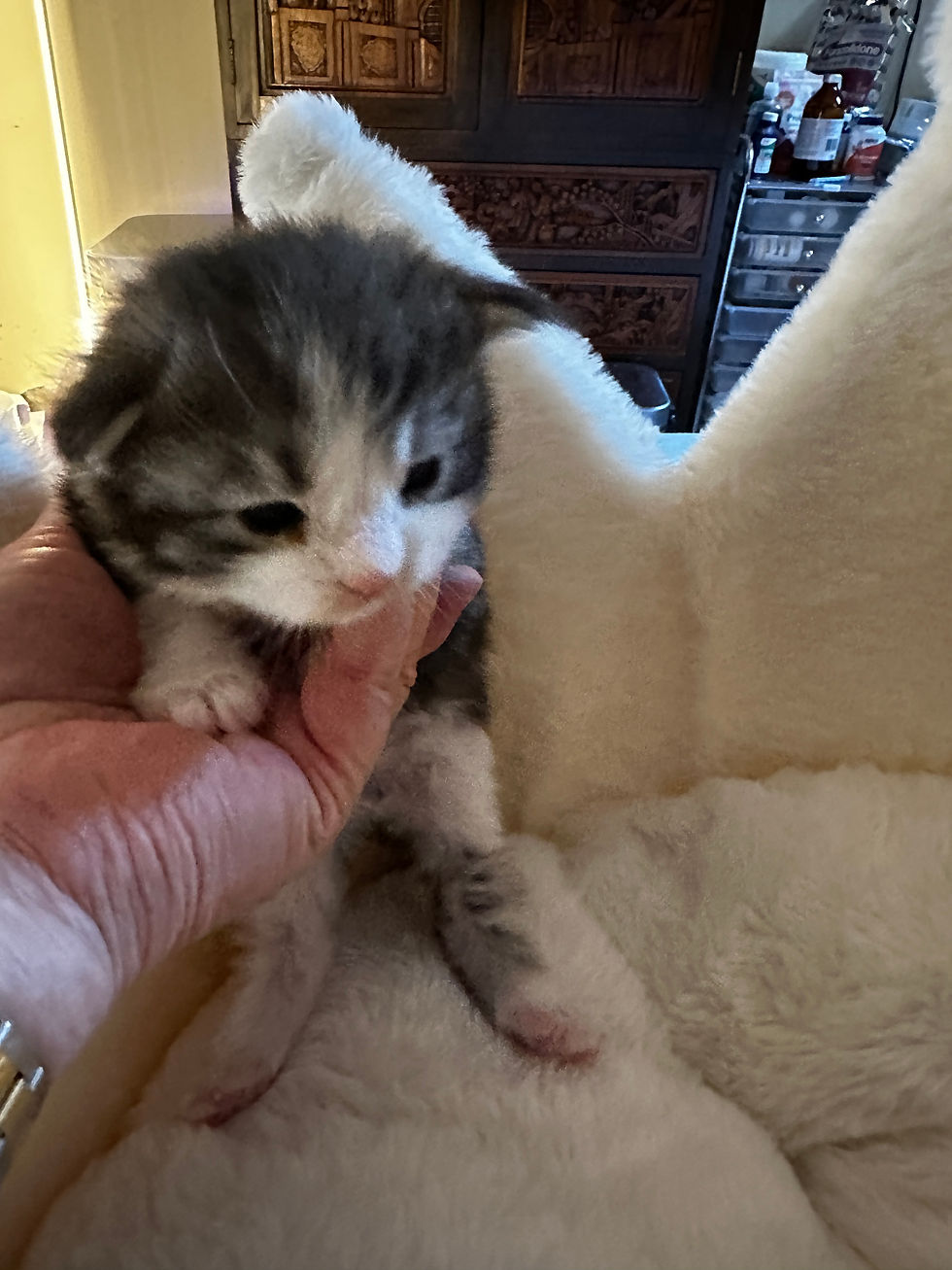 Thumbnail: RARE-BLUE EYES-HUGE Tobias of Royal Maine Coons