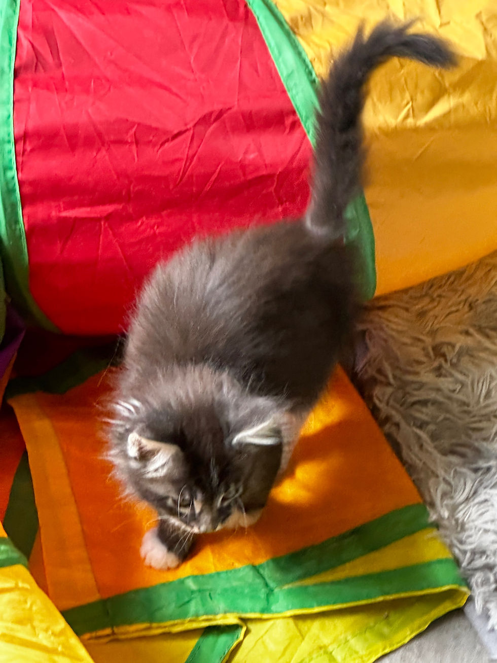 Thumbnail: MISTRO of Royal Maine Coons