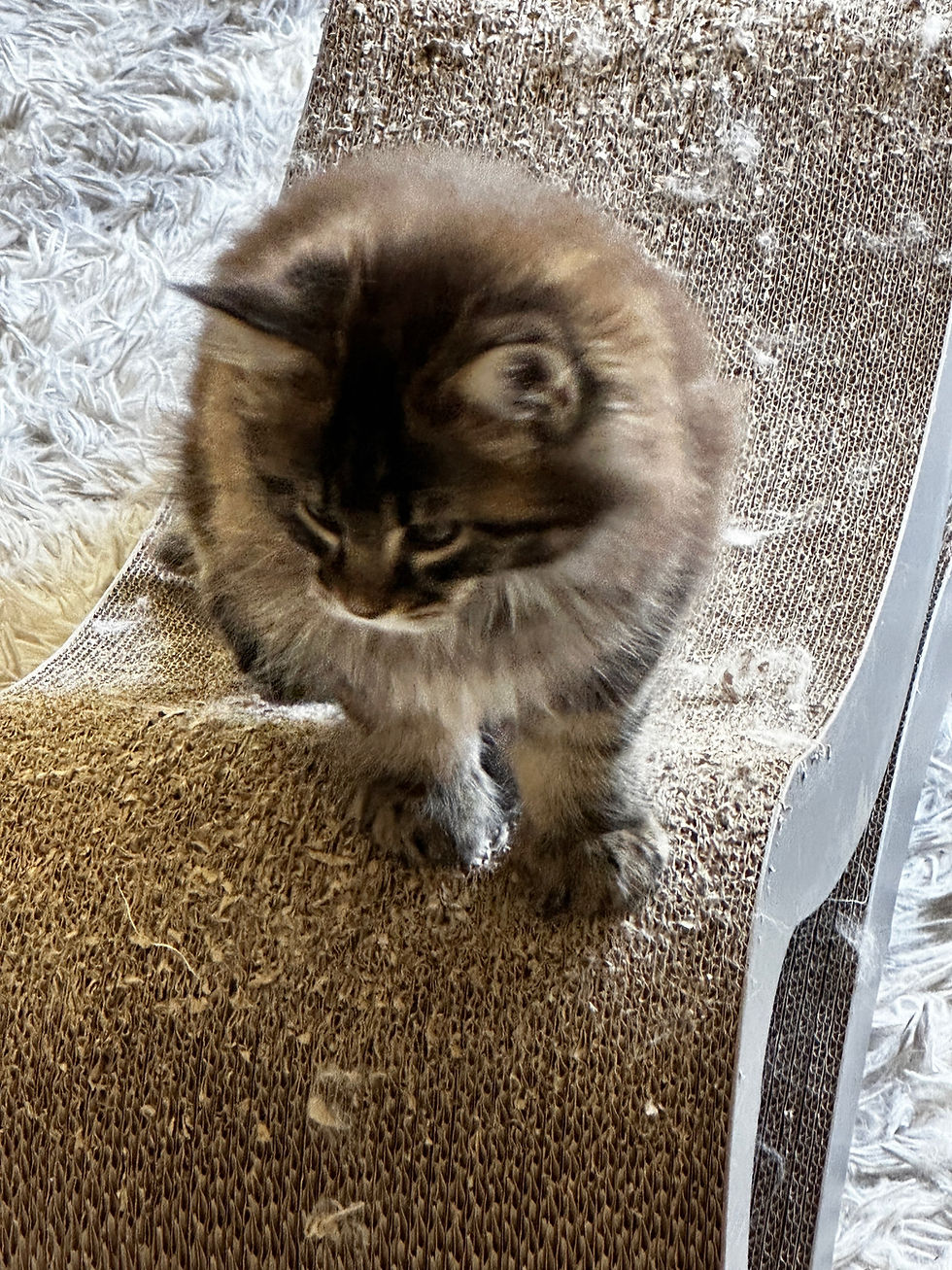 Thumbnail: HUGE - NATASHA of Royal Maine Coons