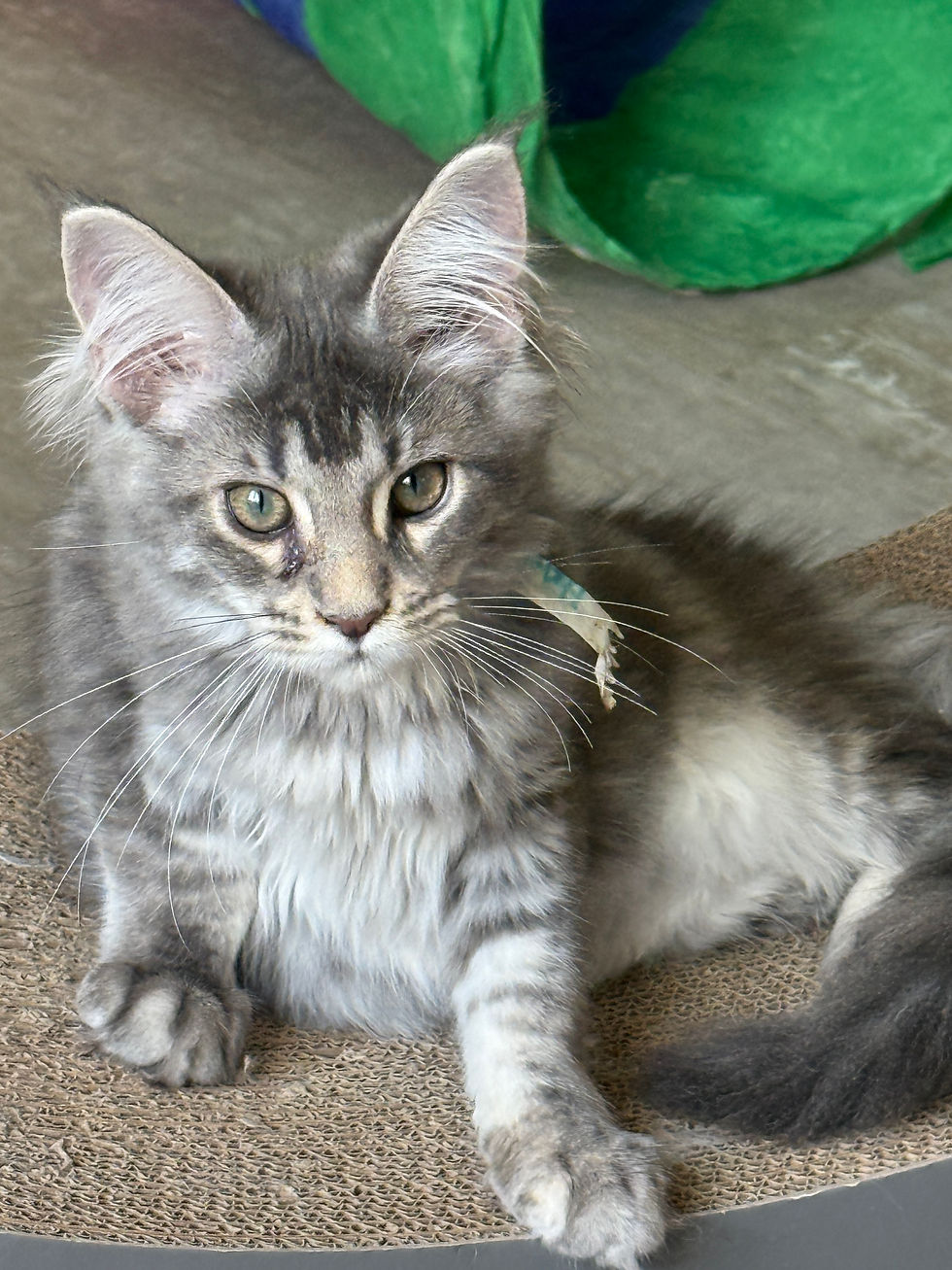 Thumbnail: BEAUTIFUL STANDARD Haven of Royal Maine Coons
