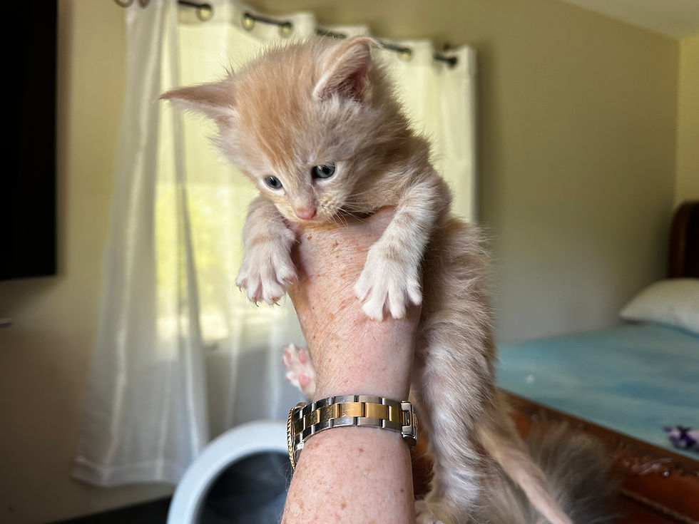 Thumbnail: OWEN of Royal Maine Coons