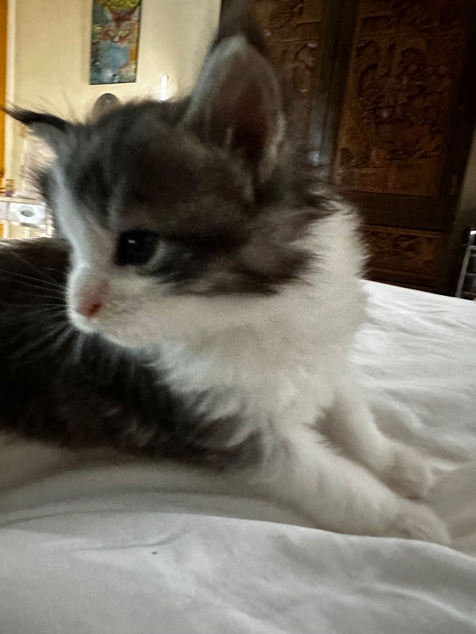 Thumbnail: RARE-BLUE EYES-HUGE Tobias of Royal Maine Coons