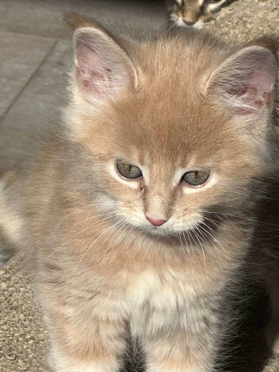 Thumbnail: STANDARD Vengamina of Royal Maine Coons