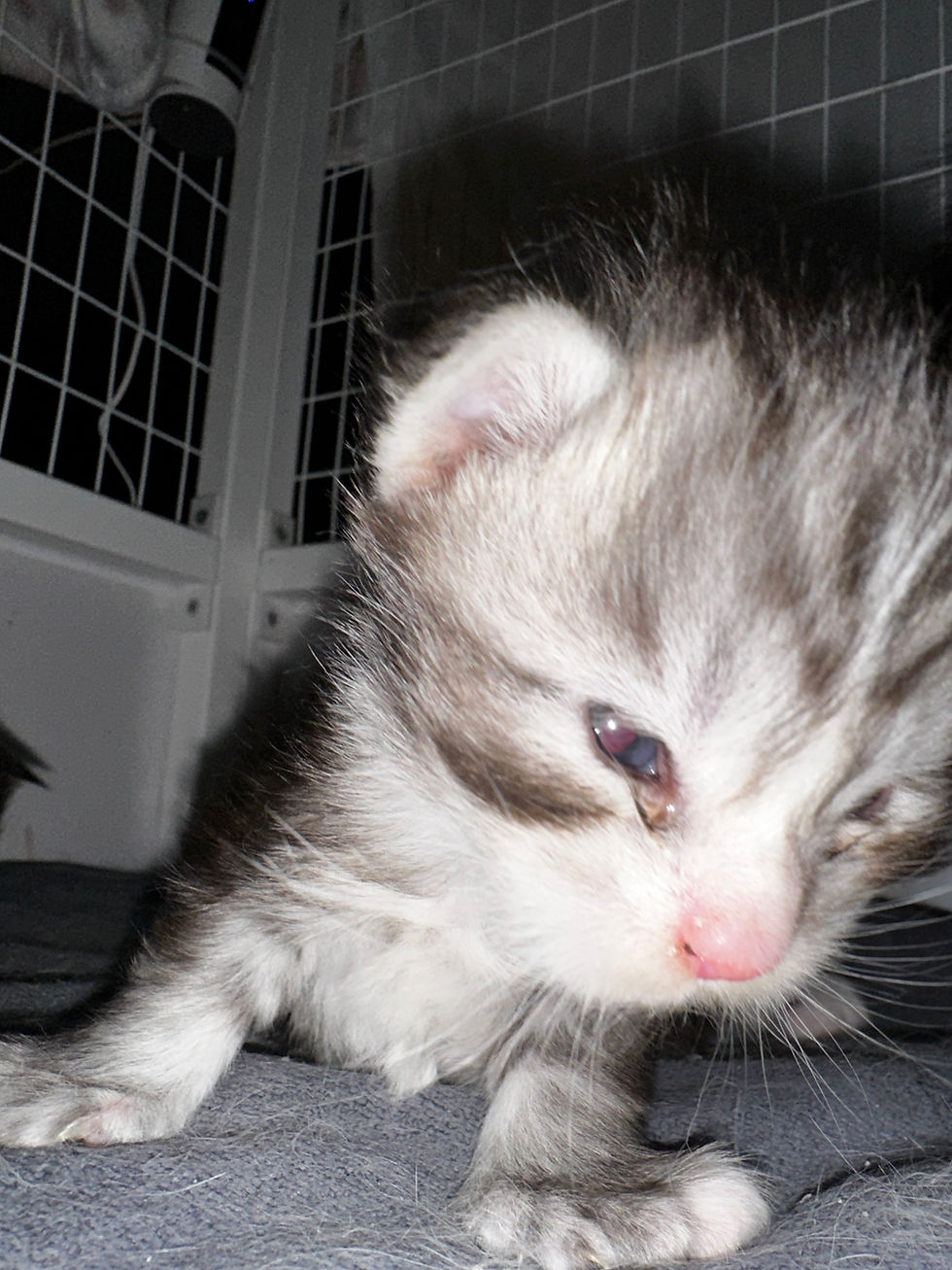 Thumbnail: BLUE-EYED POLYDACTYL -RARE Drake of Royal Maine Coons