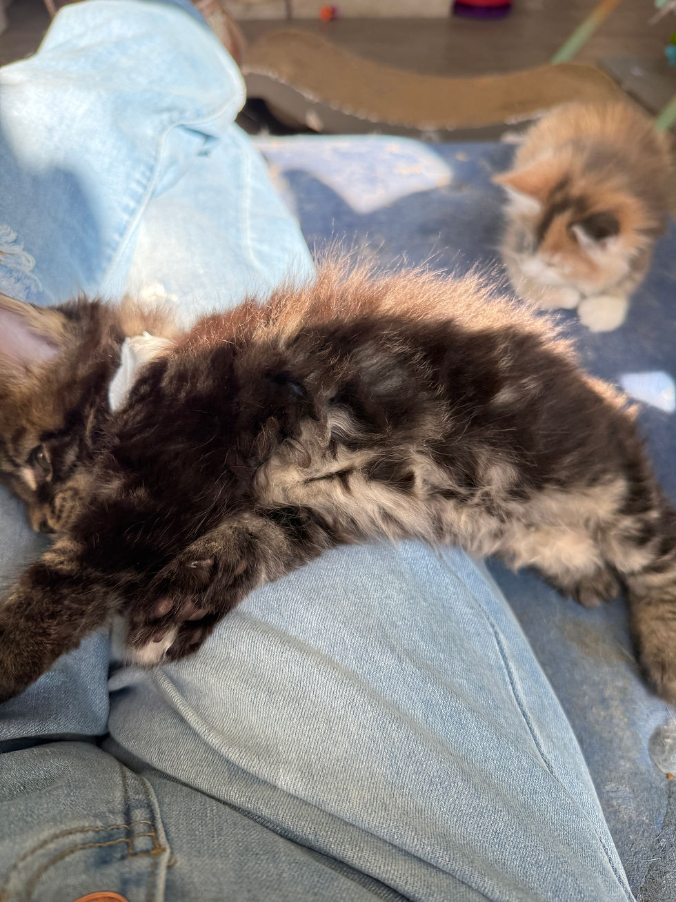 Thumbnail: HUGE-Grover of Royal Maine Coons