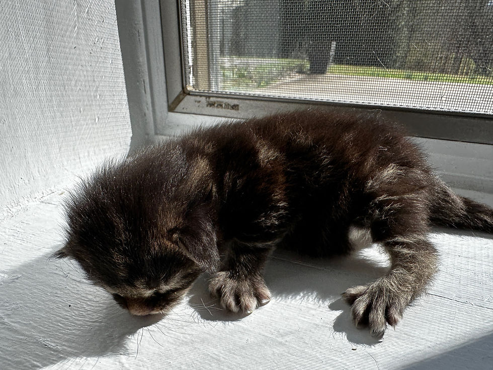 Thumbnail: HUGE - NATASHA of Royal Maine Coons