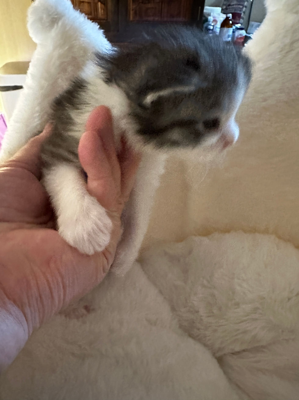 Thumbnail: RARE-BLUE EYES-HUGE Tobias of Royal Maine Coons