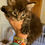 Thumbnail: Standard Black Tabby HENRY of ROYAL MAINE COONS