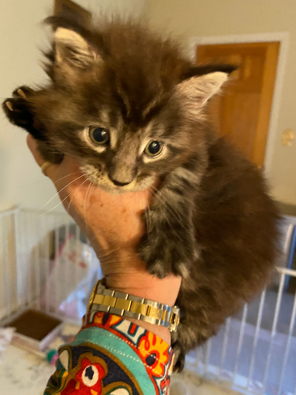 Standard Black Tabby HENRY of ROYAL MAINE COONS