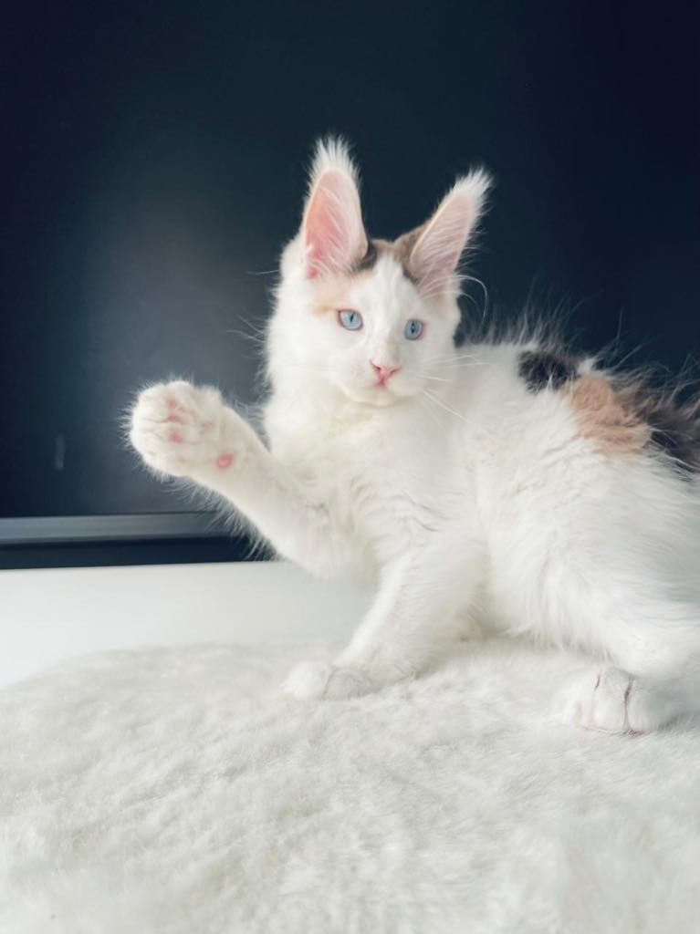 Thumbnail: BLUE-EYED Dilute Calico Lavanda Sholgress