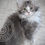 Thumbnail: DANTE of ROYAL MAINE COONS (2)