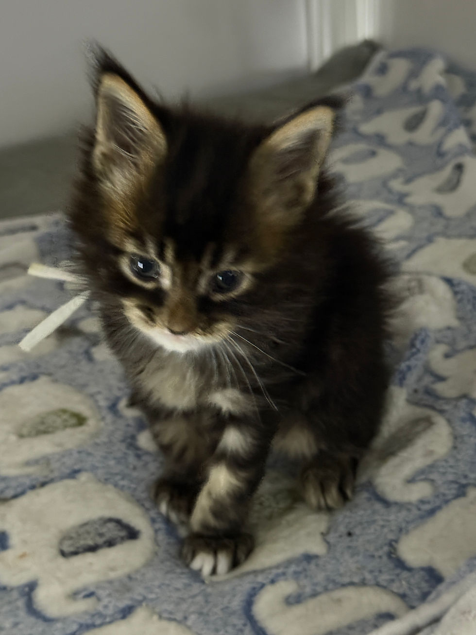 Thumbnail: BEAUTIFUL Quintessa of Royal Maine Coons