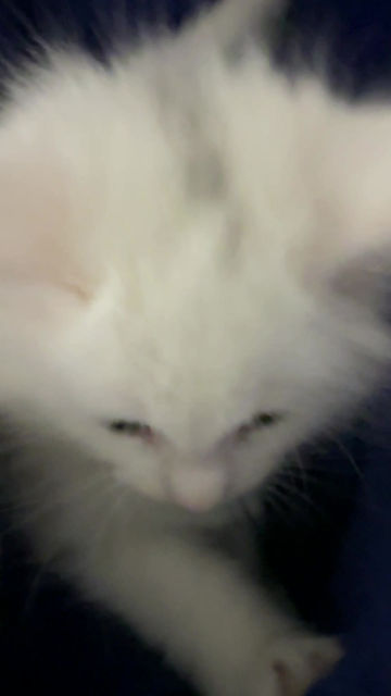 Thumbnail: SOLID WHITE, RARE Honey of Royal Maine Coons