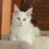 Thumbnail: ELISABETH of Royal Maine Coons-POLY