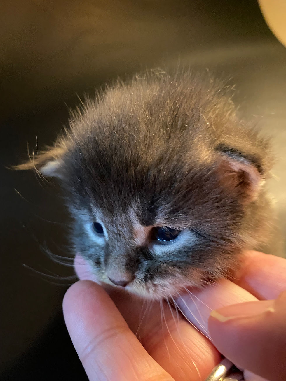 Thumbnail: Blue/Cream GLADIATOR of ROYAL MAINE COONS