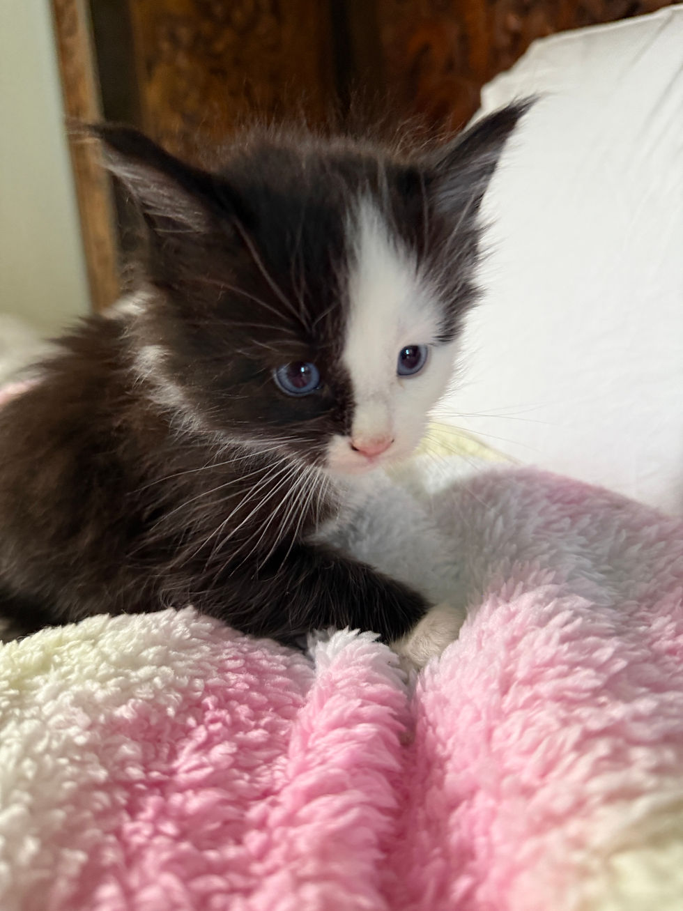 Thumbnail: BLUE EYES-RARE Lovett of Royal Maine Coons