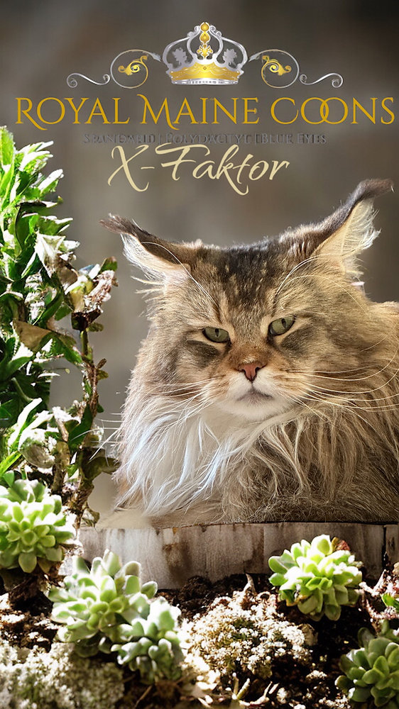 What Age Should You Retire a Breeding Cat: Expert Guide