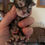 Thumbnail: Polydactyl Black Tabby FLASH of ROYAL MAINE COON