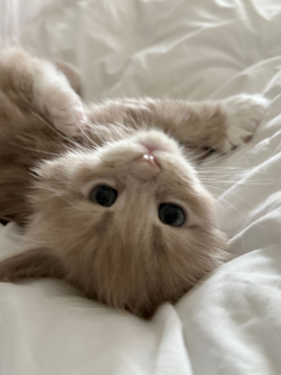 Thumbnail: POLYDACTYL Tulum of Royal Maine Coons