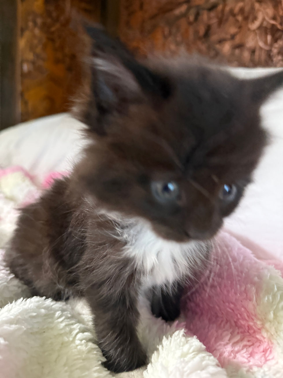 Thumbnail: Lucy of Royal Maine Coons