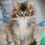 Thumbnail: DIMITRI of ROYAL MAINE COONS (4)