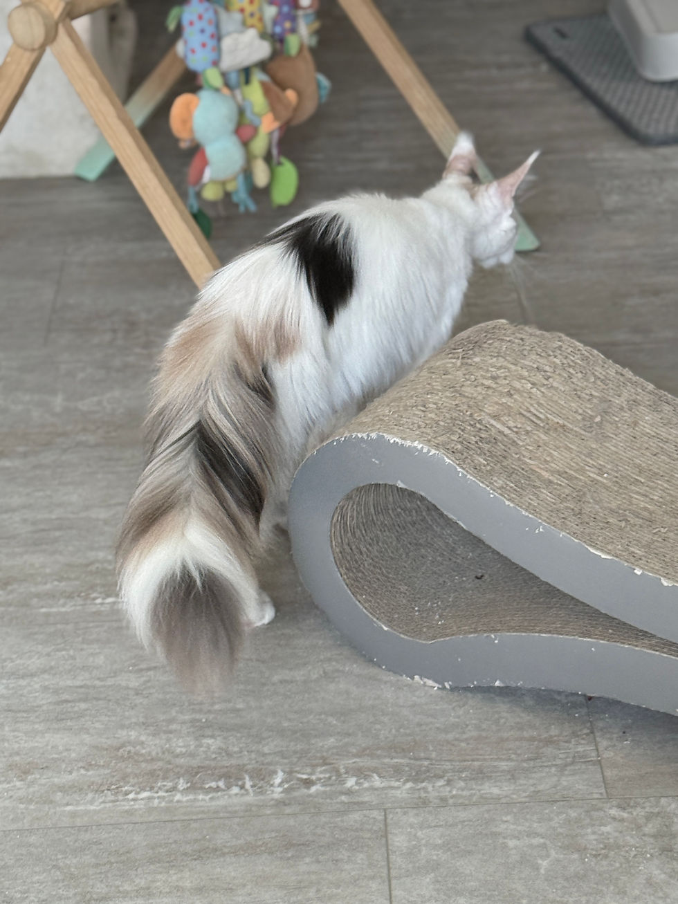 Thumbnail: BLUE-EYED Dilute Calico Lavanda Sholgress