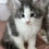 Thumbnail: Opulence (Male) of Royal Maine Coons