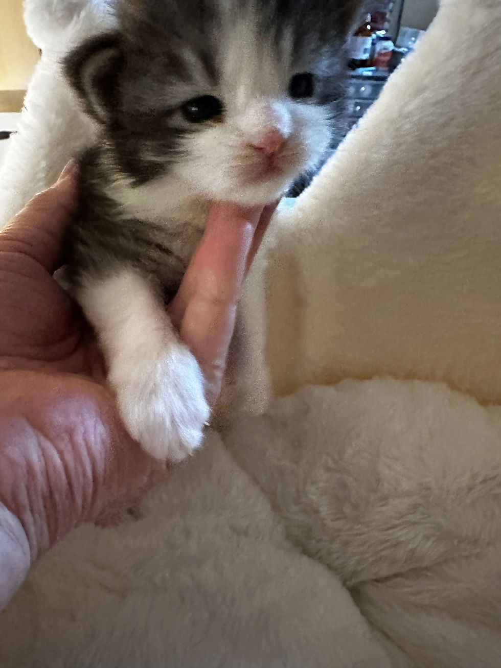 Thumbnail: RARE-BLUE EYES-HUGE Tobias of Royal Maine Coons