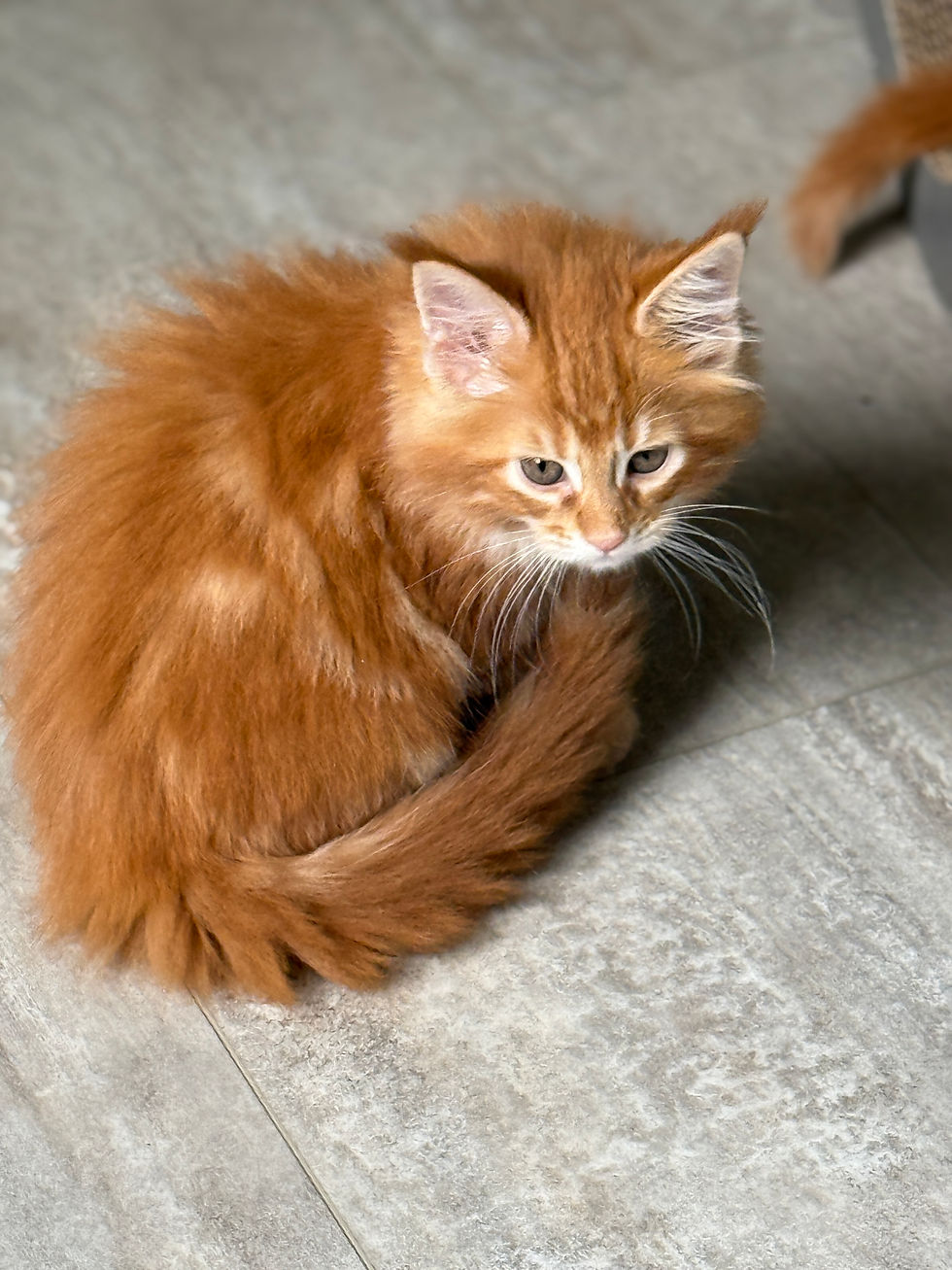 Thumbnail: Normandie of Royal Maine Coons