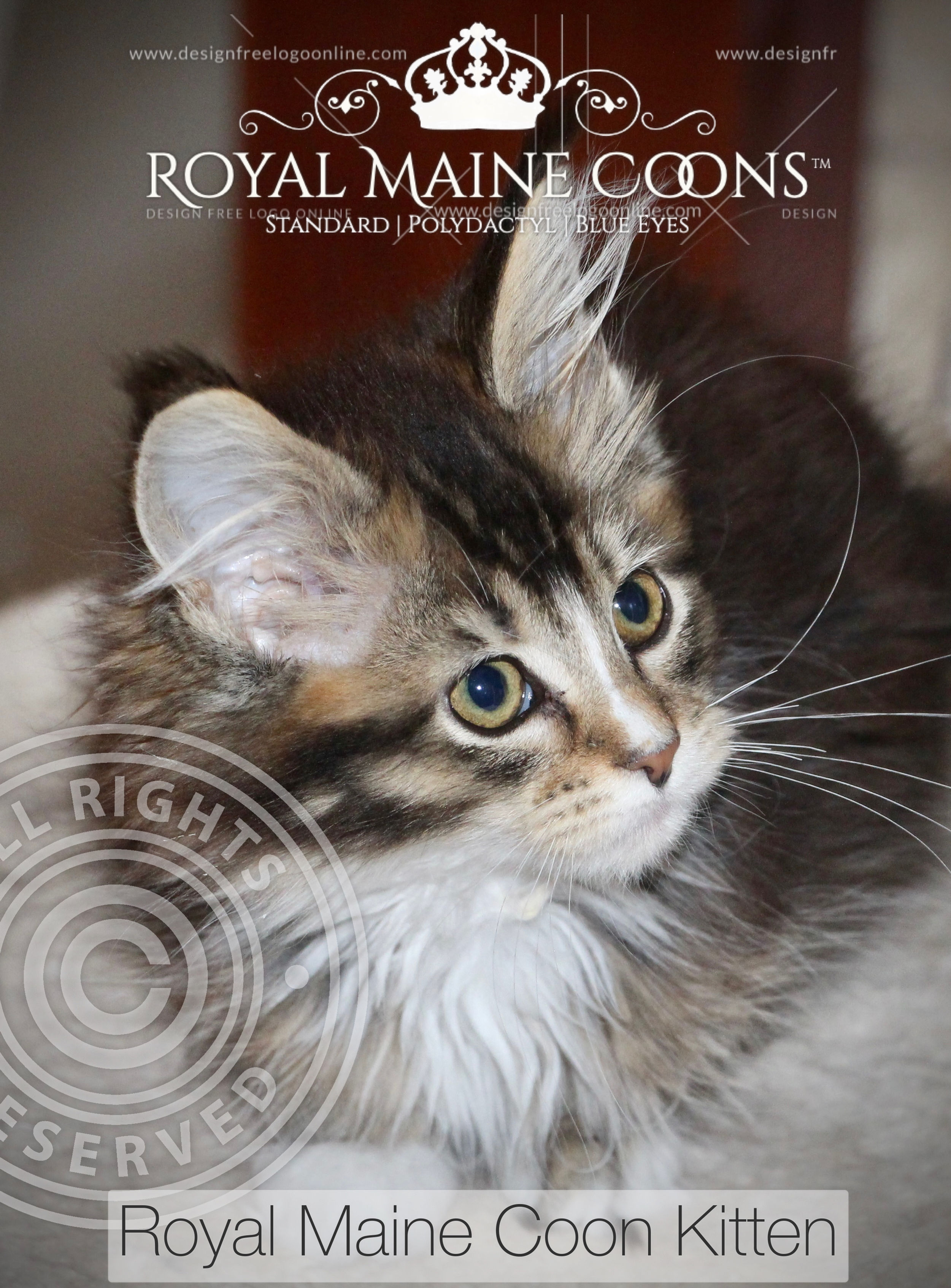DALLIANCE of ROYAL MAINE COONS (1)