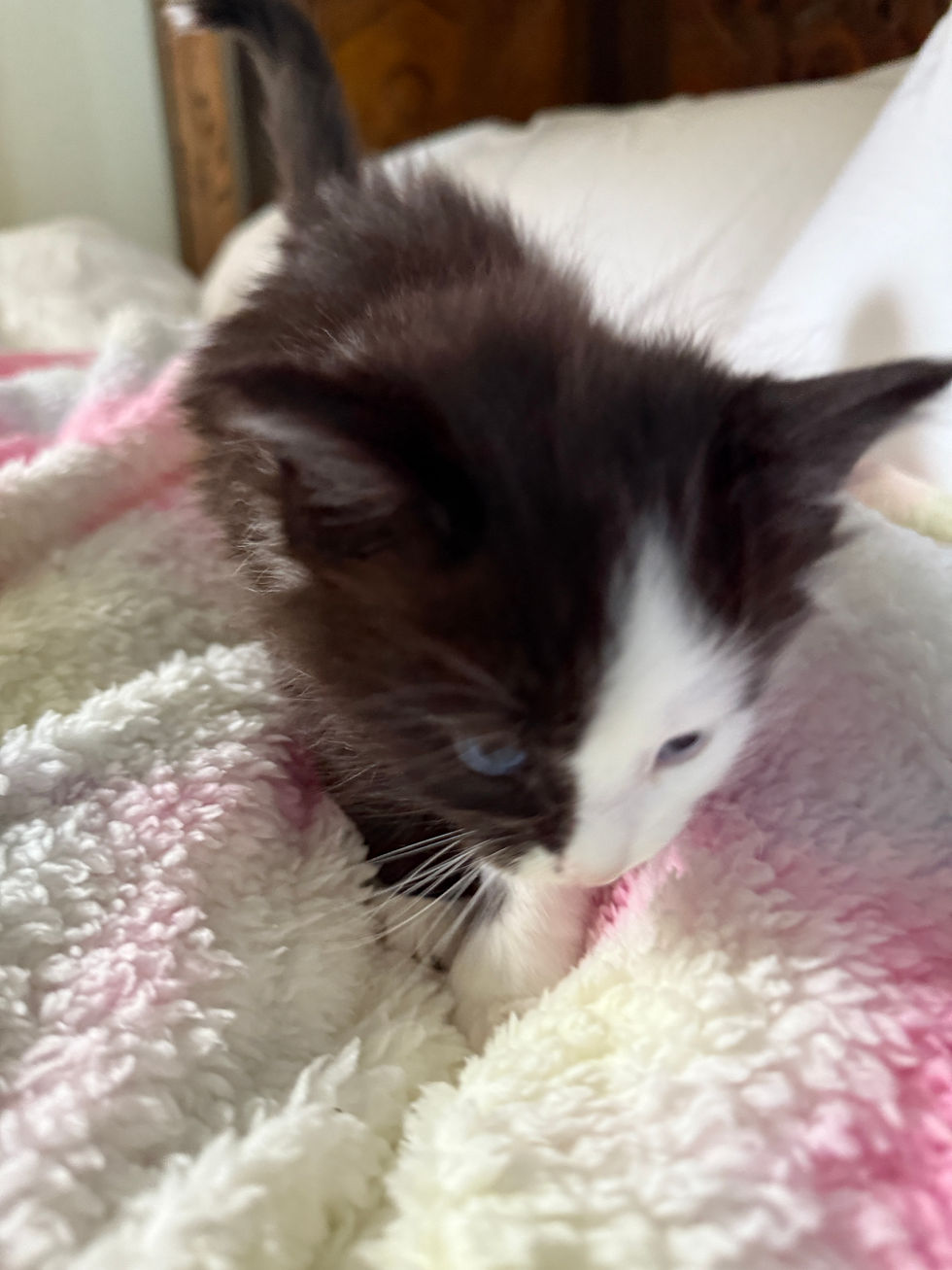 Thumbnail: BLUE EYES-RARE Lovett of Royal Maine Coons