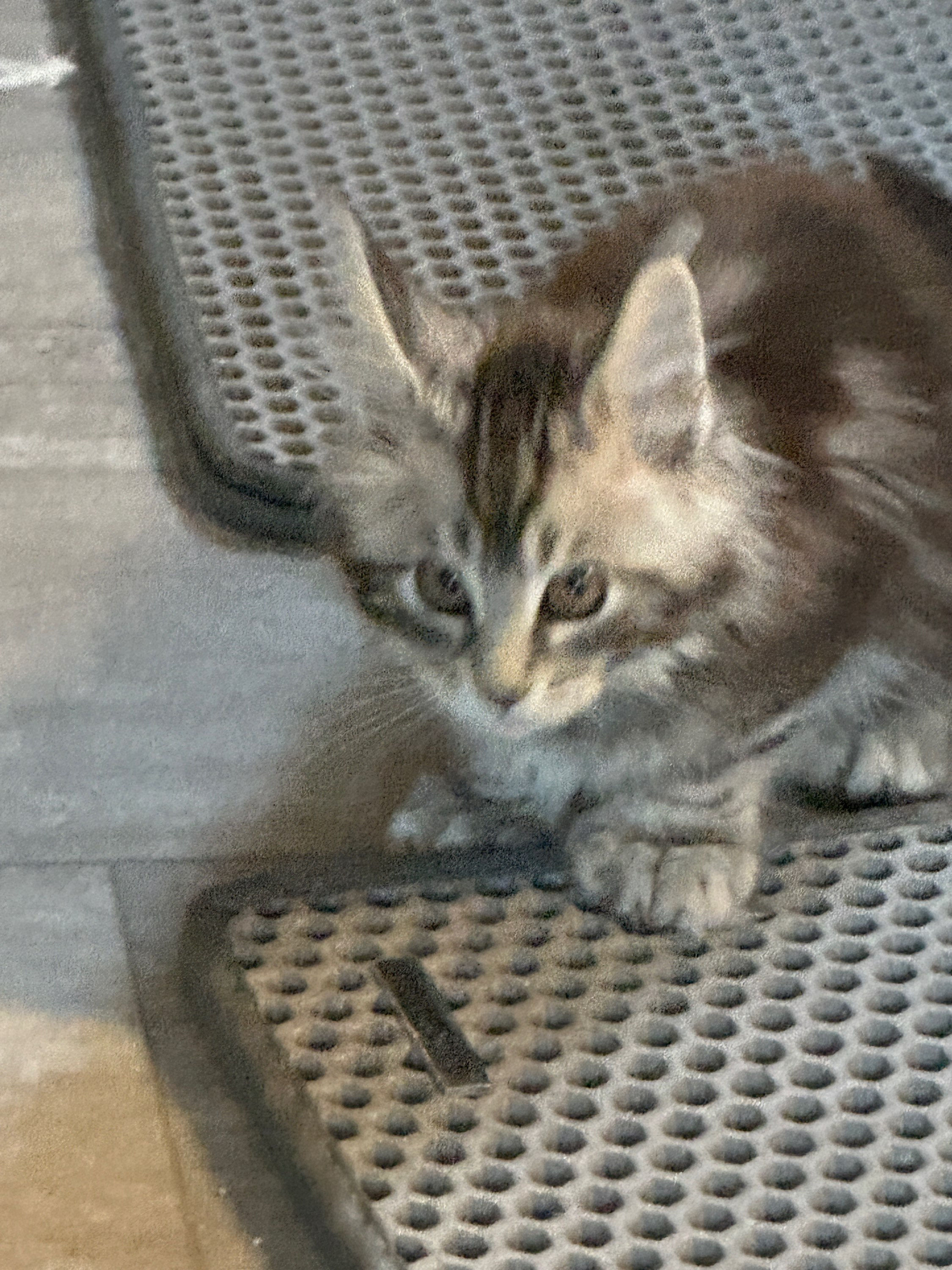 POLYDACTYL Wilson of Royal Maine Coons