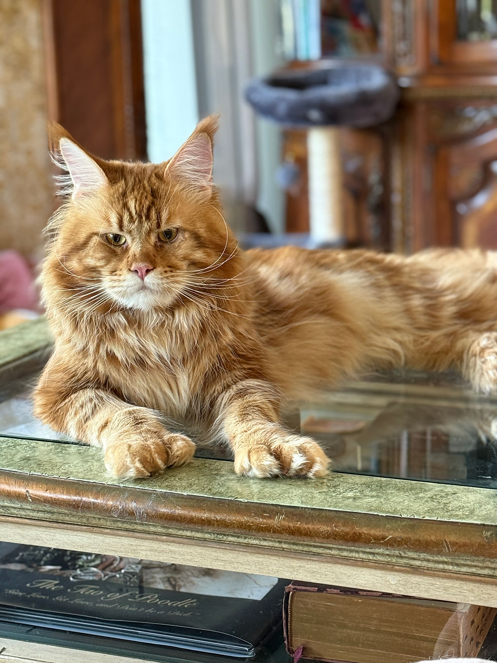 Thumbnail: HUGE POLYDACTYL Hagan (little fire)