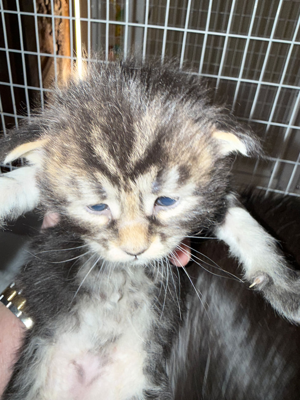 Thumbnail: HUGE-Grover of Royal Maine Coons