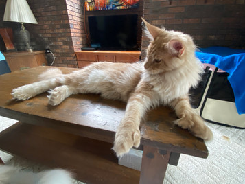 Sire Beckham Katrin Style *RU Polydactyl 6/6/6/6