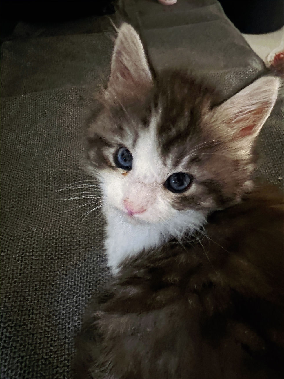 Thumbnail: RARE-BLUE EYES-HUGE Tobias of Royal Maine Coons