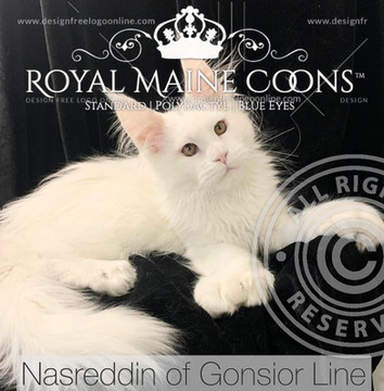 Sire Nasreddin of Gonsior Line 7/7/6/6