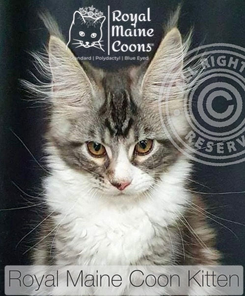 Primadonna Katrin Style*Ru