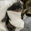 Thumbnail: Polydactyl Chase of Royal Maine Coons