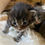 Thumbnail: DEACON of ROYAL MAINE COONS (3)