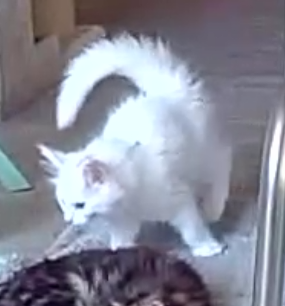 Thumbnail: PURE WHITE, POLYDACTYL, ODD-EYED, VERY RARE Jasmine of Royal Maine Coons