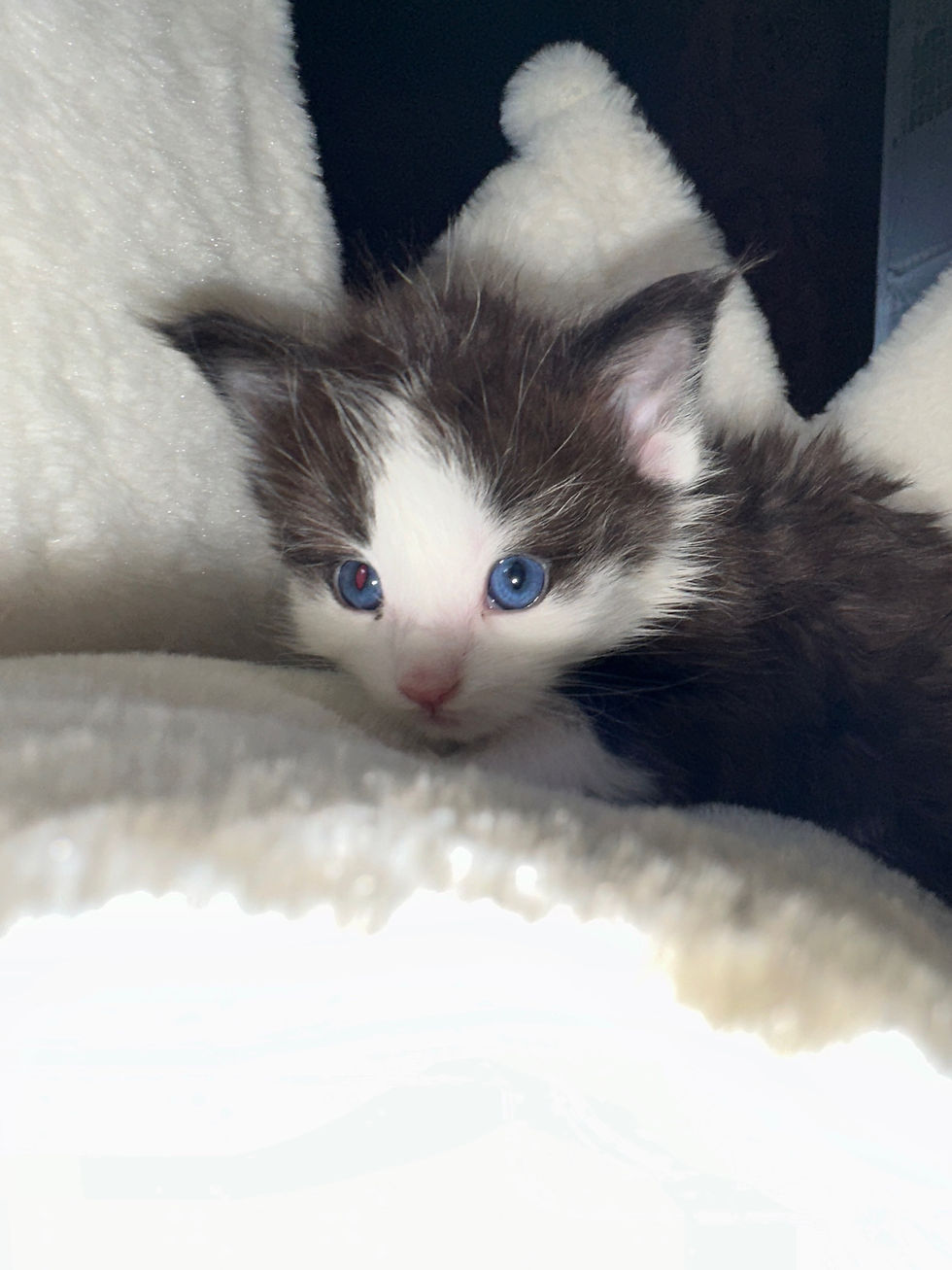 Thumbnail: RARE-BLUE-EYED YURI of Royal Maine Coons