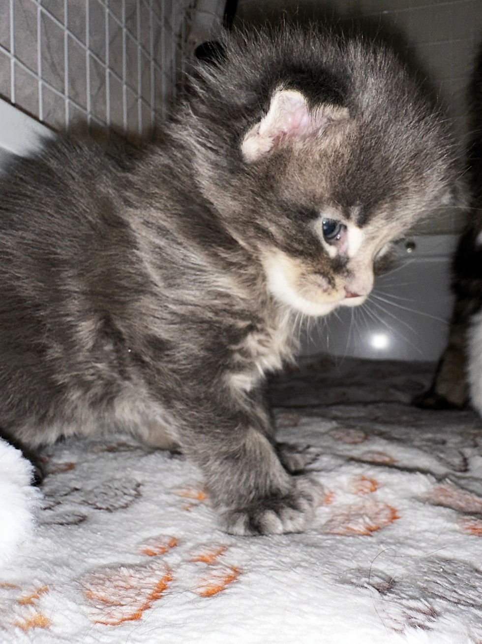 Thumbnail: Polydactyl Chase of Royal Maine Coons