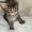 Thumbnail: POLYDACTYL ZACHARY of Royal Maine Coons