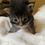 Thumbnail: DIMITRI of ROYAL MAINE COONS (4)
