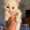 Thumbnail: Polydactyl White HAPPY of ROYAL MAINE COONS