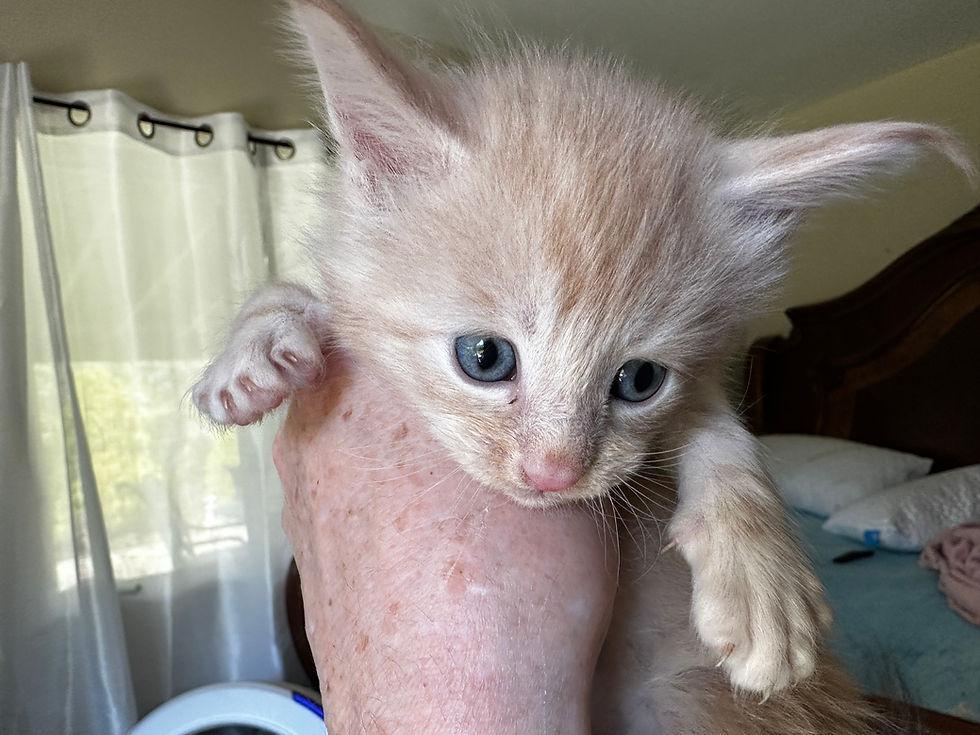 Thumbnail: OWEN of Royal Maine Coons
